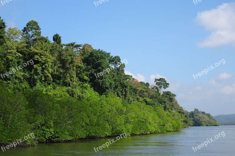 Mangroves Forest Lush Greenery Creek