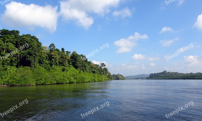 Mangroves Forest Lush Greenery Creek