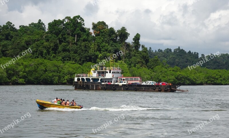 Mangroves Forest Lush Greenery Creek