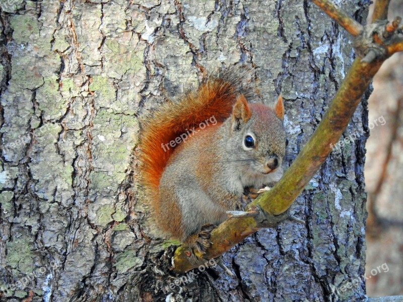 Squirrel Nature Tree Cute Rodents