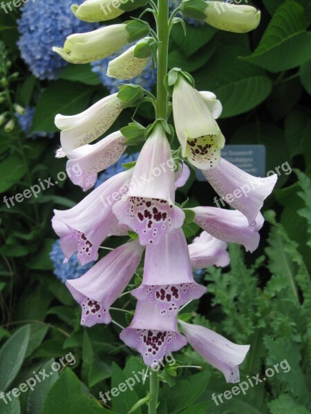 Foxglove Digitalis Kansas City Flower Bloom