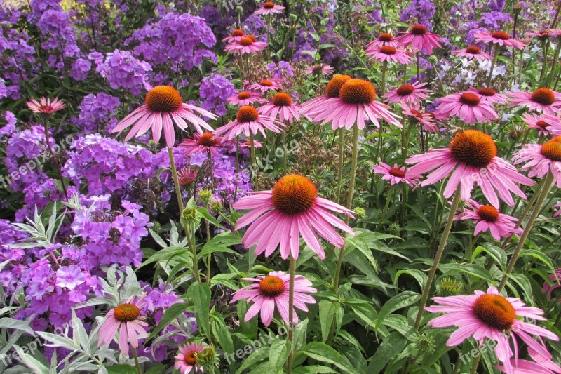 Pink Atlanta Exotic Flora Gardens