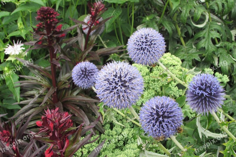 Flowers Spiky Botany Gardening Summer