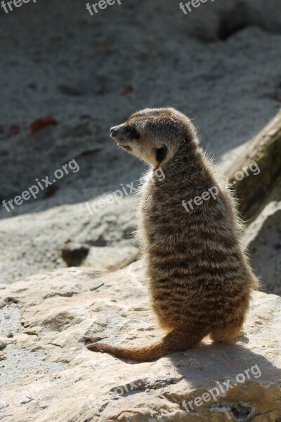 Meerkat Zoo Animal Nature Animal World