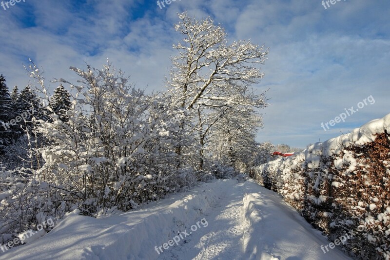 Snow Landscape Winter Wintry Nature Winter Mood