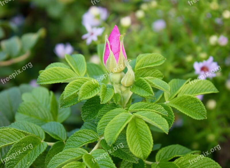 Rose Rosebud Rugosa Rose Bud Nature