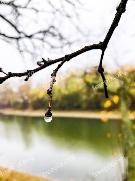 Wood Vizcsepp Water Droplets Nature Rain