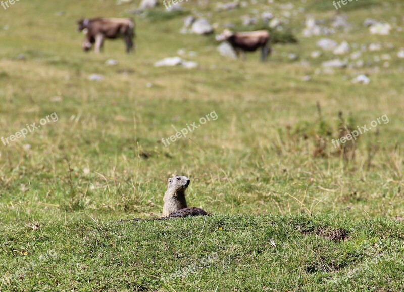 Alpine Marmot Nature Alpine Marmot Fur