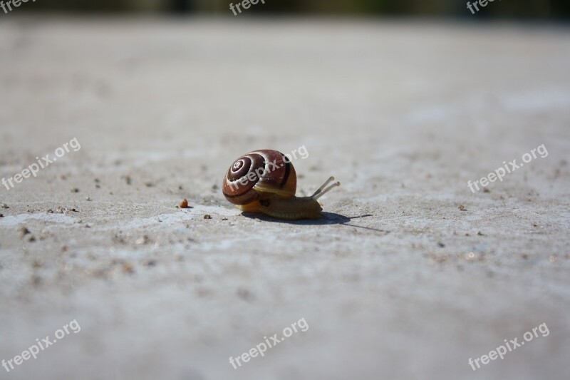 Snail Concrete Animal Animal World Mucus