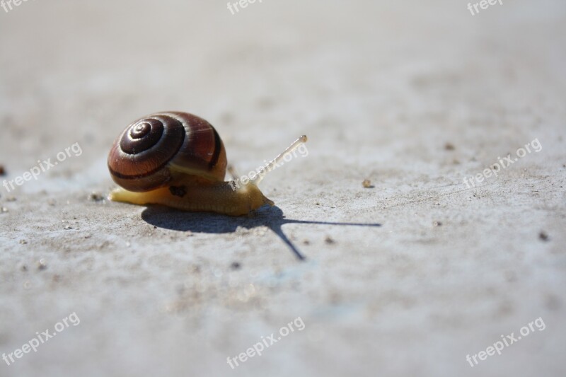 Snail Concrete Animal Animal World Mucus