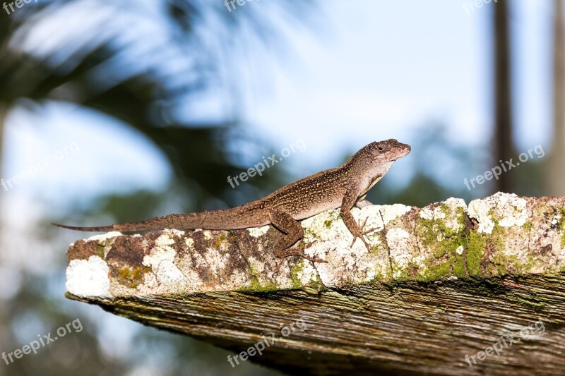 Lizard Moss Nature Reptile Portrait