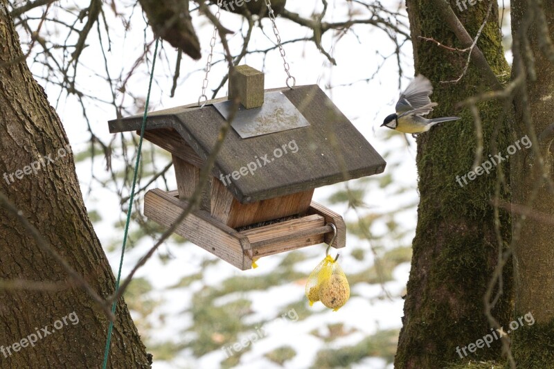 Aviary Bird Tit Bird Flight Free Photos