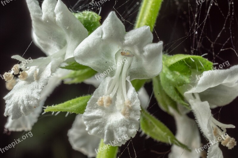 Macro Blossom Bloom Basil Close Up