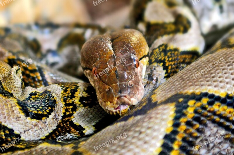 Animal Animals Gad Snake Free Photos