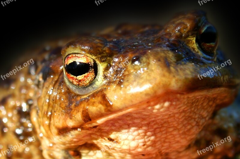 Animal Animals Amphibian The Frog Free Photos