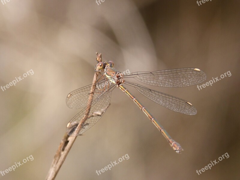 Lestes Viridis Damselfly Dragonfly Iridescent Green Dragonfly