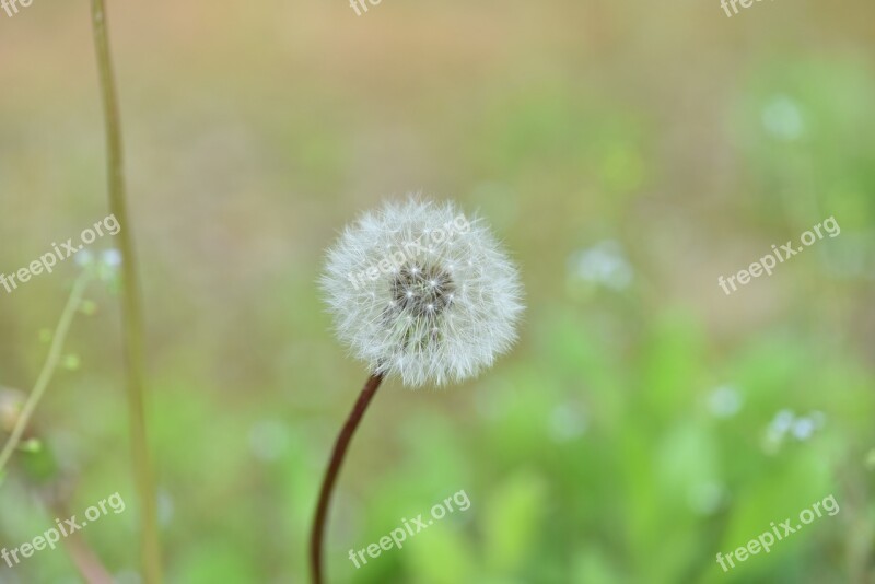 Dandelion Mr Hall Mr Hall Seeds Dandelion Flower Free Photos