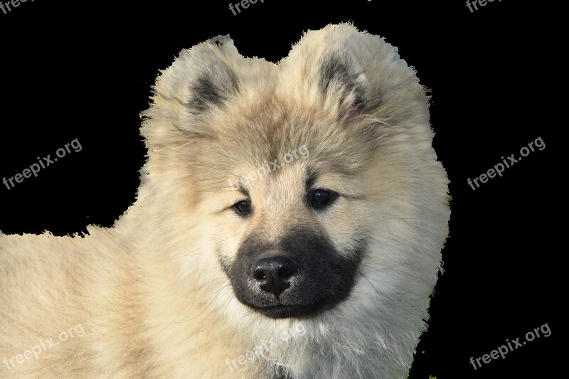 Dog Eurasier Isolated Dear Purebred Dog Animal