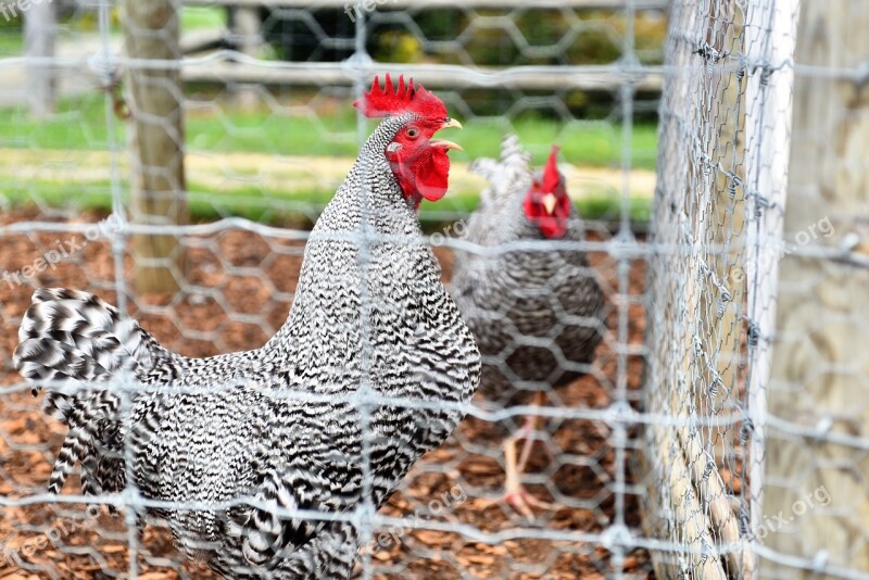 Chicken Rooster Fowl Farm Bird