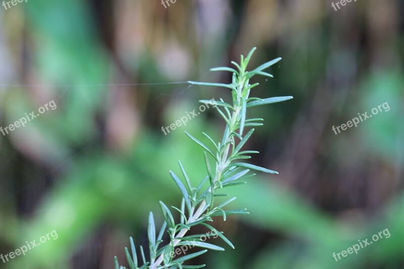 Rosemary Plant Garden Nature Free Photos