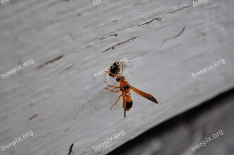 Nature Insect Animal Spring Hornet