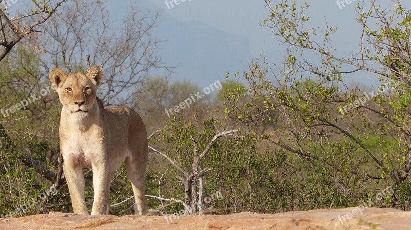 Lioness Majestic South Africa Wallpaper Free Photos