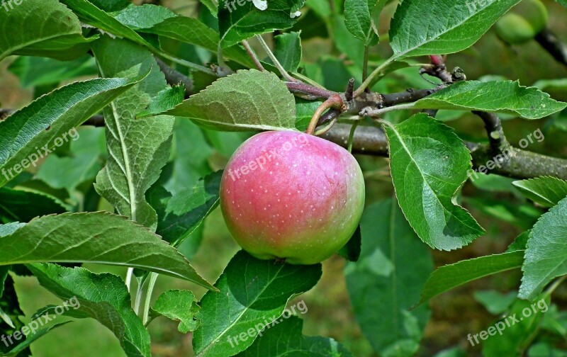 Apple Fruit Eating Nature Food