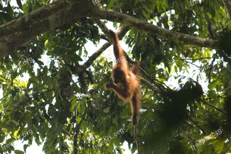 Orang Utan Sumatra Bukit Lawang Ketambe Jungle