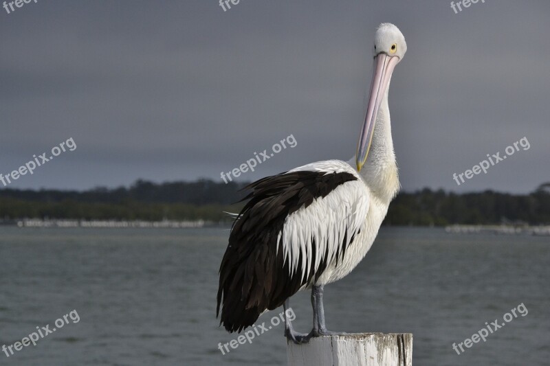 Pelican Seabird Wildlife Beak Aquatic