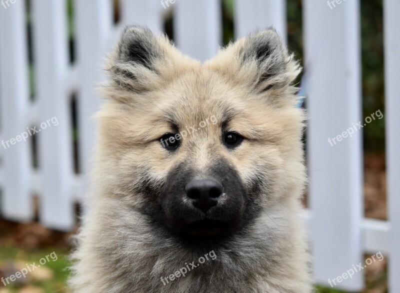 Dog Young Dog Portrait Dog Eurasier Puppy Dog Eurasier Olaf Blue Doggie