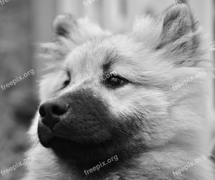 Dog Dog Eurasier Portrait Photo Black And White Pup Dog Olaf Blue