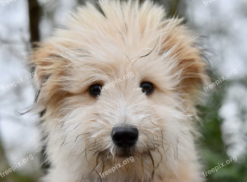 Dog Small Dog Dog Cotland Dog Portrait Cotland Dog Ouba