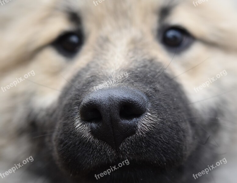 Truffle Black Dog Black Muzzle Truffle Black Eurasier Soft Focus For Photo Dog Eurasier