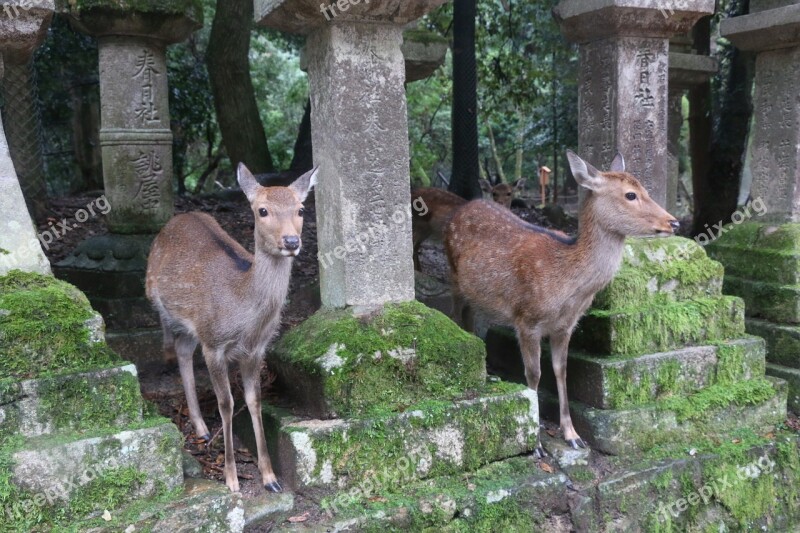 Nara Small Deer Kasuga Taisha Shrine Free Photos