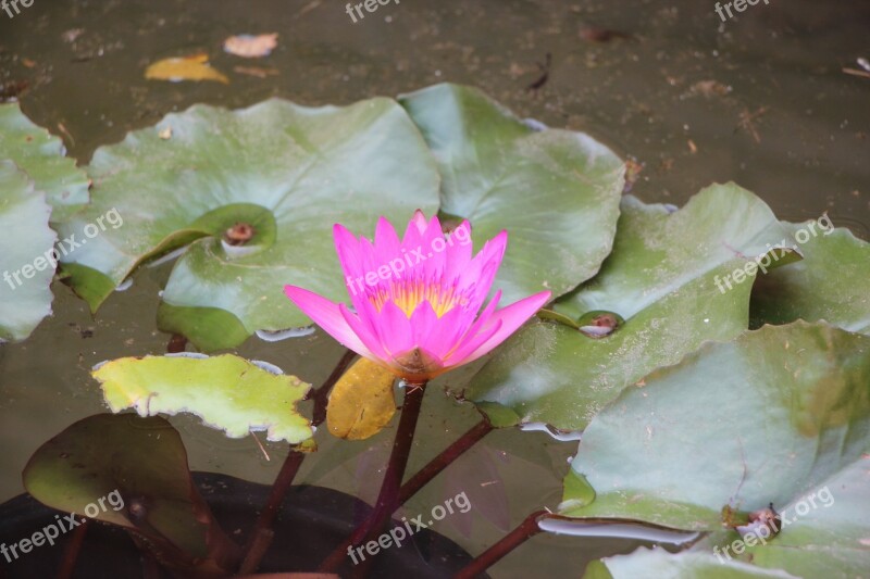 Flowers Lotus Nature Flower Water Plants