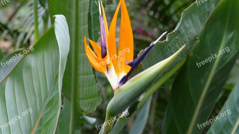 Bird Of Paradise Flower Exotic Strelitzia Tenerife Flowers