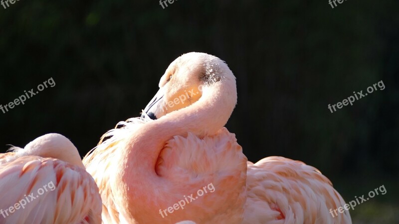 Flamingo Pink Bird Animal Nature