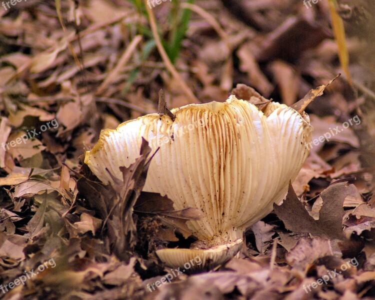 Oyster Mushroom In Texas Mushroom Fungi Fungus Mushrooms