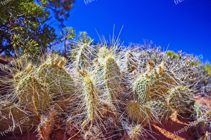 Cactus Succulent Nature Plant Green