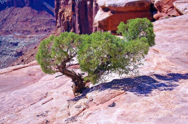 Utah Juniper On The Edge Juniper Gnarled Canyonlands National