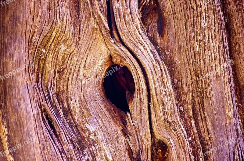 Knothole In Utah Juniper Juniper Wood Nature Tree