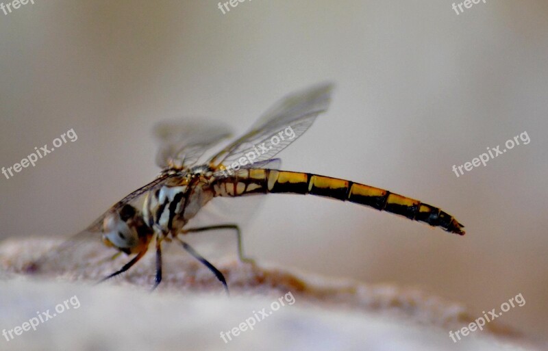 Dragonfly Close-up Close Micro Free Photos