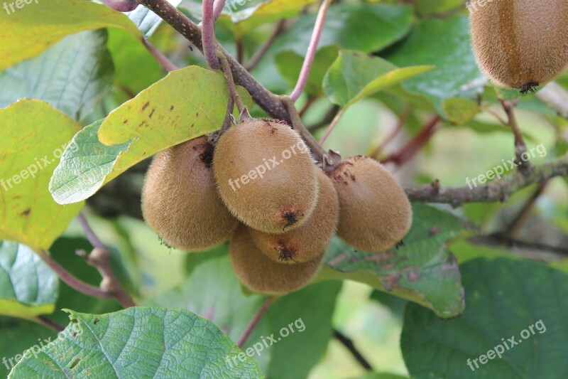 Kiwi Bio Fresh Fruit Healthy