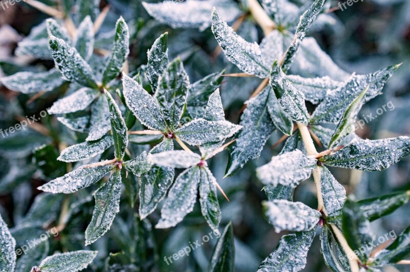 Hoarfrost Winter Cold Winter Magic Icy