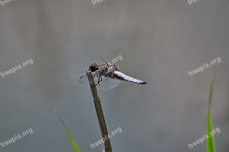 Ważka Nature Insect Macro Free Photos