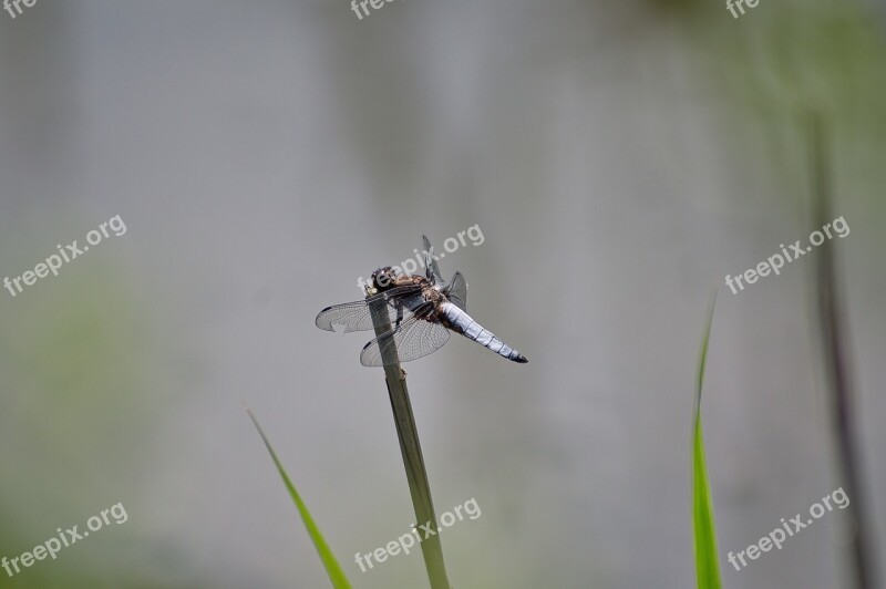 Ważka Nature Insect Macro Free Photos