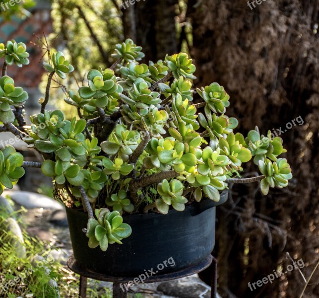 Potted Plant Vegetation Garden Green Floral