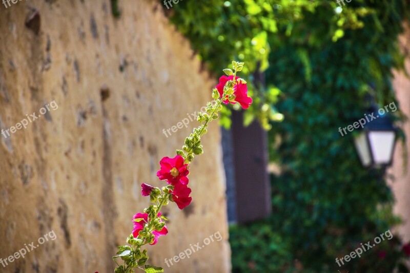 Flower Vine Wayward Wild Greenery