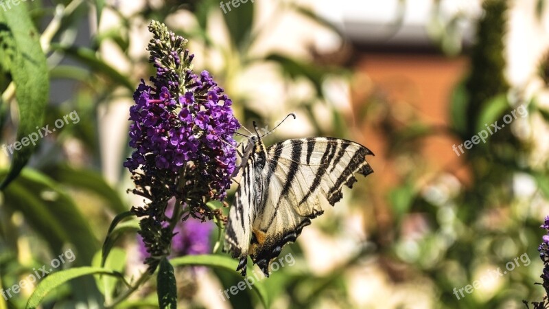 Butterfly Insect Bug Wings Delicate