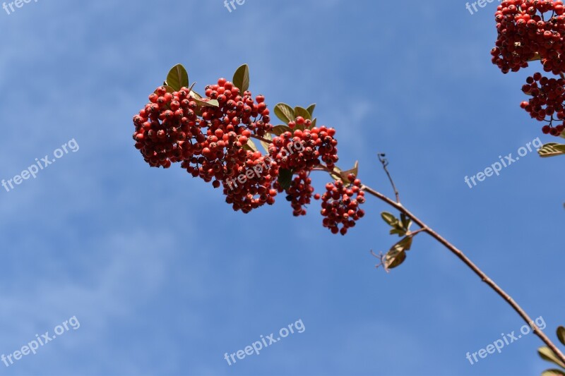 Red Berries Cotoneaster Plants Shrubs Nature